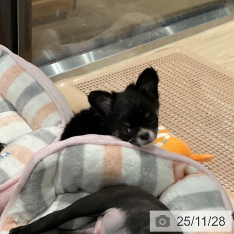 埼玉県のチワワ(ロング) (ペットプラス コクーンシティ店/2025年9月24日生まれ/男の子/ブラックタンホワイト)の子犬の3枚目の画像