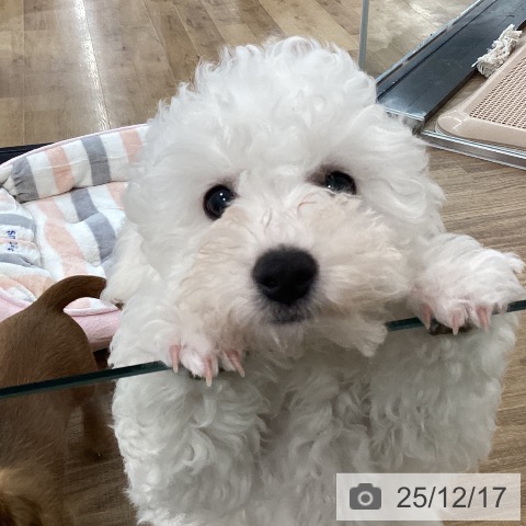 茨城県のビションフリーゼ (ペッツワン 阿見店/2025年9月21日生まれ/男の子/ホワイト)の子犬の3枚目の画像