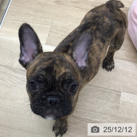東京都のフレンチブルドッグ (ペッツワン 青梅インター店/2025年9月3日生まれ/男の子/ブリンドル)の子犬の4枚目の画像