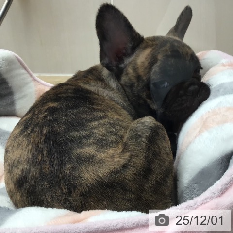 東京都のフレンチブルドッグ (ペットプラス むさし村山店/2025年9月3日生まれ/男の子/ブリンドル)の子犬の3枚目の画像