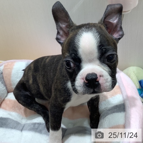 ボストン・テリアの写真