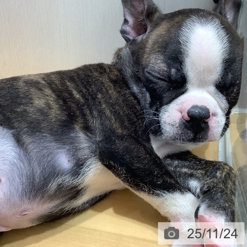 ボストン・テリアの写真