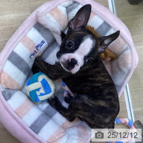 山梨県のボストンテリア (ペットプラス 甲府昭和店/2025年9月12日生まれ/男の子/ブリンドルホワイト)の子犬の4枚目の画像