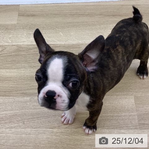 山梨県のボストンテリア (ペットプラス 甲府昭和店/2025年9月12日生まれ/男の子/ブリンドルホワイト)の子犬の3枚目の画像