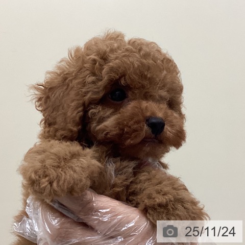 トイ・プードルの写真