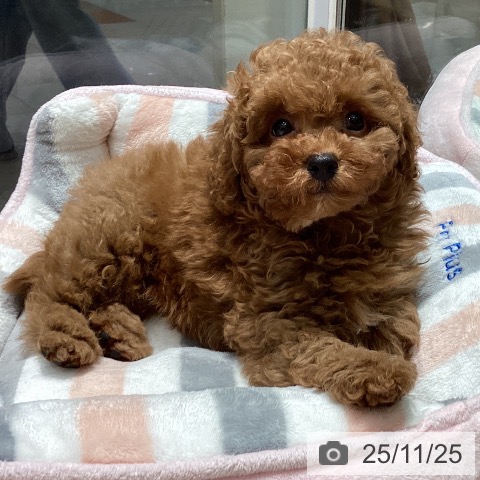 トイ・プードルの写真