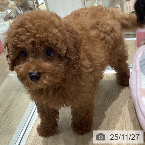 トイ・プードルの写真