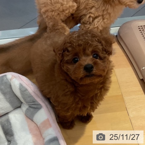 トイ・プードルの写真