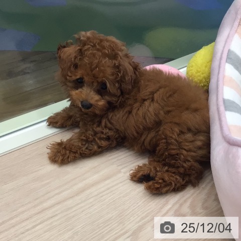 千葉県のトイプードル(トイ) (ペットプラス 幕張新都心店/2025年9月24日生まれ/男の子/レッド)の子犬の3枚目の画像