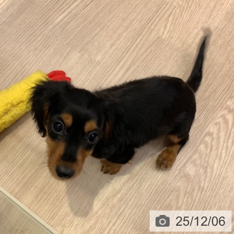 千葉県のミニチュアダックスフンド(ロング) (ペットプラス 幕張新都心店/2025年9月24日生まれ/男の子/ブラックタン)の子犬の3枚目の画像