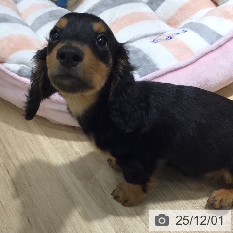 茨城県のミニチュアダックスフンド(ロング) (ペットプラス つくば店/2025年9月24日生まれ/男の子/ブラックタン)の子犬の3枚目の画像