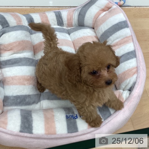 千葉県のトイプードル(トイ) (ペットプラス ユーカリが丘店/2025年9月23日生まれ/男の子/アプリコット)の子犬の4枚目の画像