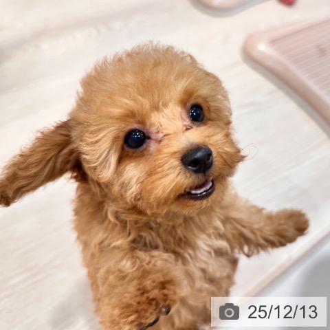 千葉県のトイプードル(トイ) (ペットプラス ユーカリが丘店/2025年9月23日生まれ/男の子/アプリコット)の子犬の3枚目の画像