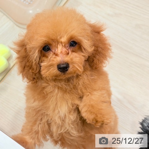 千葉県のトイプードル(トイ) (ペットプラス ユーカリが丘店/2025年9月23日生まれ/男の子/アプリコット)の子犬の3枚目の画像