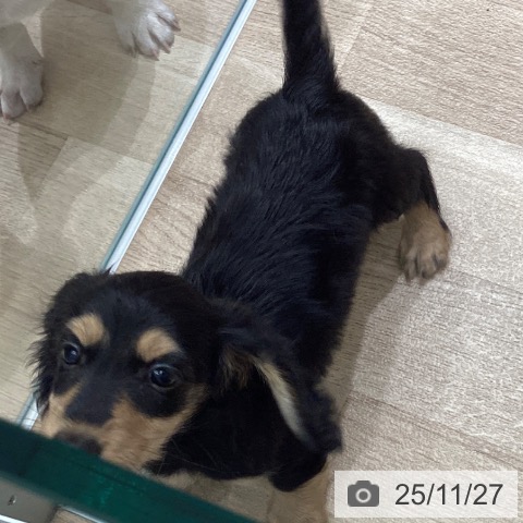 ミニチュア・ダックスフンドの写真