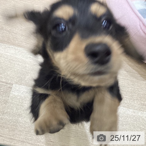 ミニチュア・ダックスフンドの写真