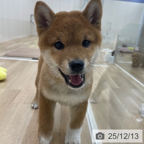 神奈川県の柴犬(標準サイズ) (ペットプラス 相模原並木店/2025年9月23日生まれ/男の子/赤)の子犬の3枚目の画像