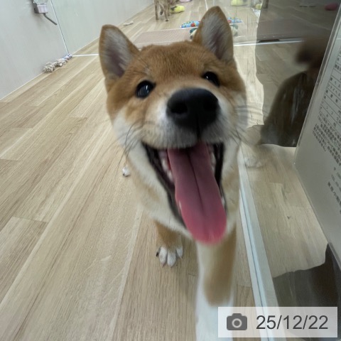 神奈川県の柴犬(標準サイズ) (ペットプラス 相模原並木店/2025年9月23日生まれ/男の子/赤)の子犬の4枚目の画像