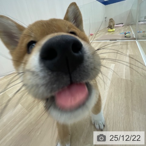 神奈川県の柴犬(標準サイズ) (ペットプラス 相模原並木店/2025年9月23日生まれ/男の子/赤)の子犬の3枚目の画像
