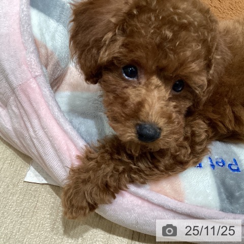 トイ・プードルの写真