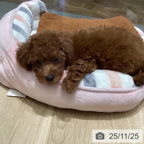 トイ・プードルの写真