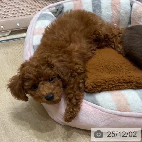 東京都のトイプードル(トイ) (ペットプラス 立川高島屋S.C.店/2025年9月23日生まれ/男の子/レッド)の子犬の4枚目の画像