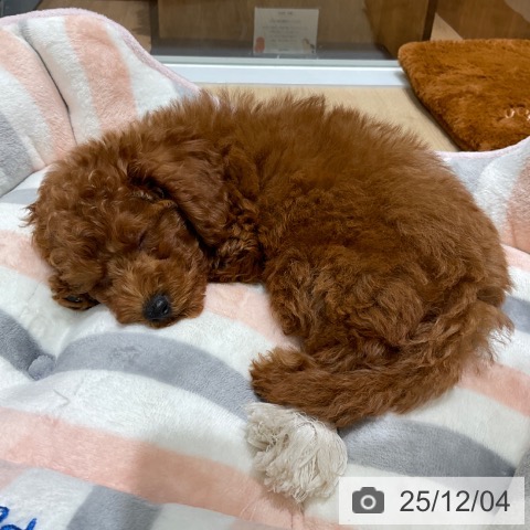 東京都のトイプードル(トイ) (ペットプラス 立川高島屋S.C.店/2025年9月23日生まれ/男の子/レッド)の子犬の3枚目の画像