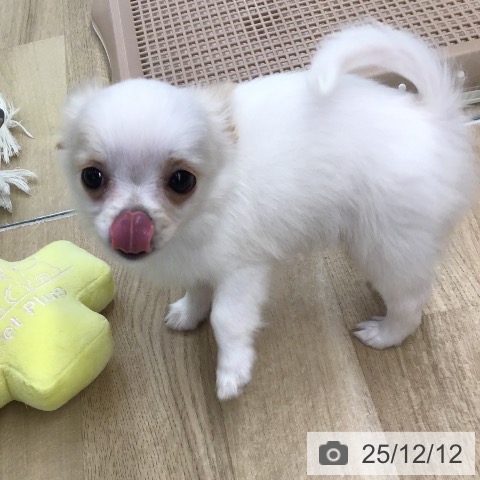 東京都のチワワ(ロング) (ペットプラス むさし村山店/2025年9月17日生まれ/男の子/ホワイトクリーム)の子犬の4枚目の画像