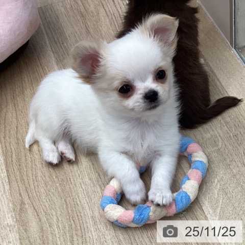 チワワの写真