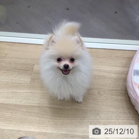 東京都のポメラニアン (ペットプラス 日の出店/2025年9月21日生まれ/男の子/クリーム)の子犬の3枚目の画像