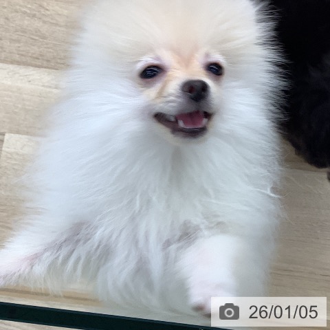 東京都のポメラニアン (ペットプラス 日の出店/2025年9月21日生まれ/男の子/クリーム)の子犬の3枚目の画像