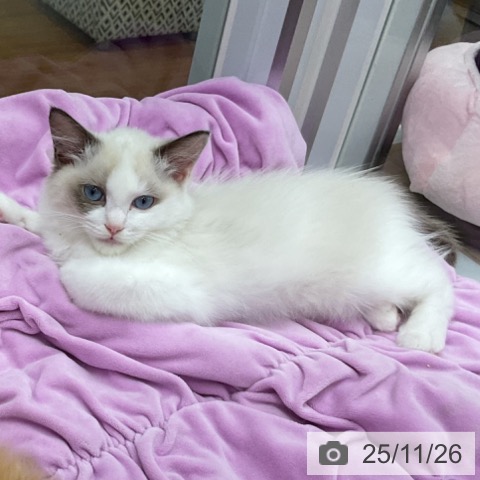 ラグドールの写真