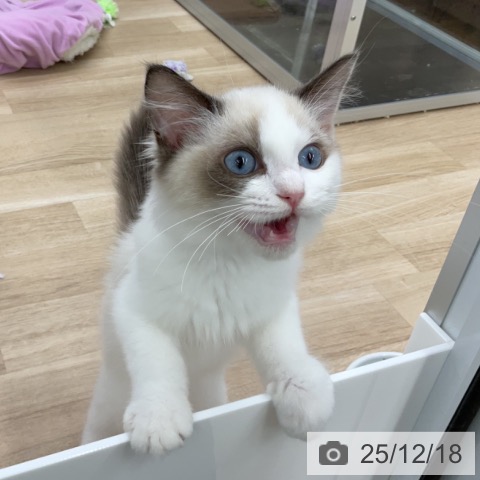 福島県のラグドール (ペットプラス 福島店/2025年9月1日生まれ/男の子/シールポイントバイカラー)の子猫の4枚目の画像