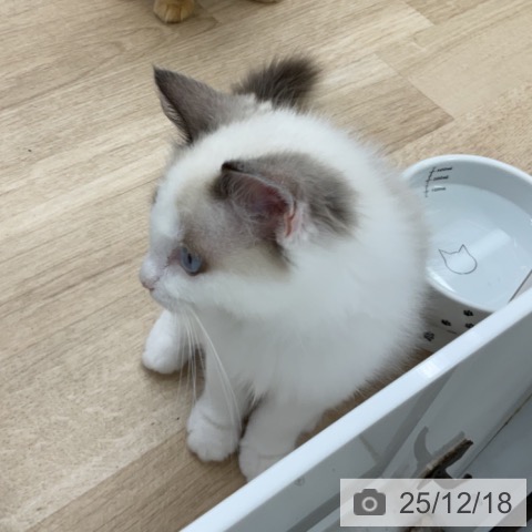 福島県のラグドール (ペットプラス 福島店/2025年9月1日生まれ/男の子/シールポイントバイカラー)の子猫の3枚目の画像