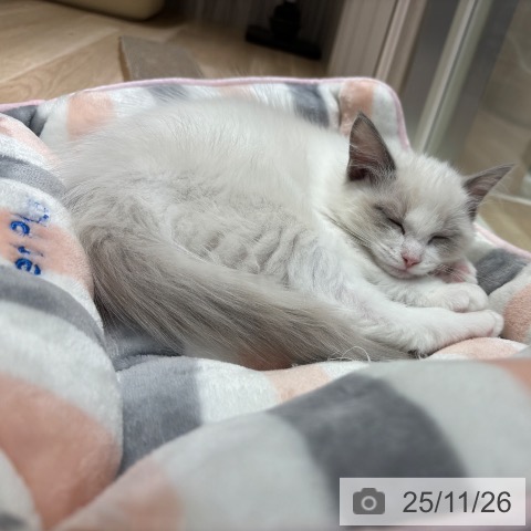 千葉県のラグドール (ペットプラス 木更津店/2025年9月1日生まれ/男の子/ブルーポイントバイカラー)の子猫の4枚目の画像