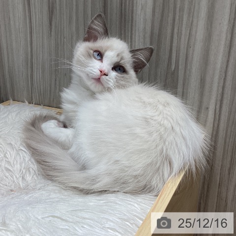 千葉県のラグドール (ペットプラス 木更津店/2025年9月1日生まれ/男の子/ブルーポイントバイカラー)の子猫の4枚目の画像