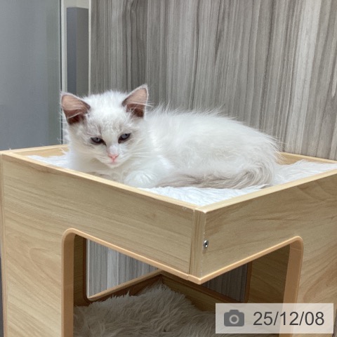 千葉県のラグドール (ペットプラス 木更津店/2025年9月1日生まれ/男の子/ブルーポイントバイカラー)の子猫の3枚目の画像