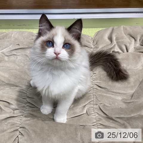 ラグドールの写真