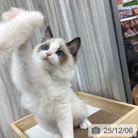 ラグドールの写真