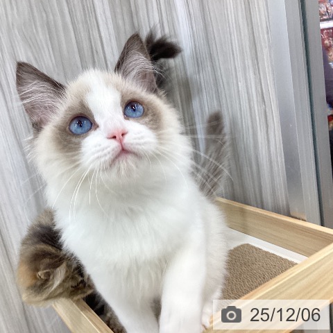 ラグドールの写真