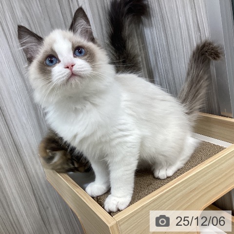 ラグドールの写真