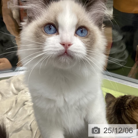 ラグドールの写真