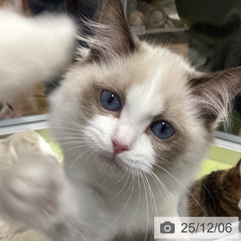 ラグドールの写真