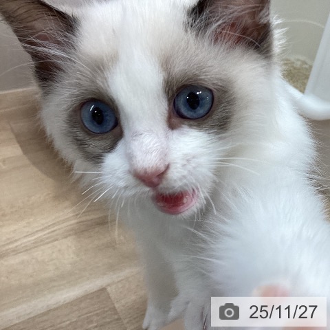 ラグドールの写真