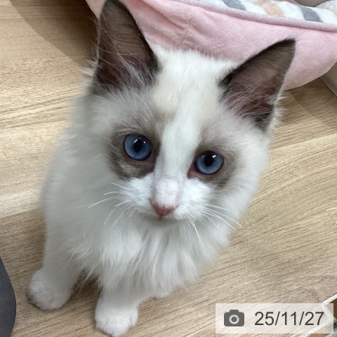 ラグドールの写真