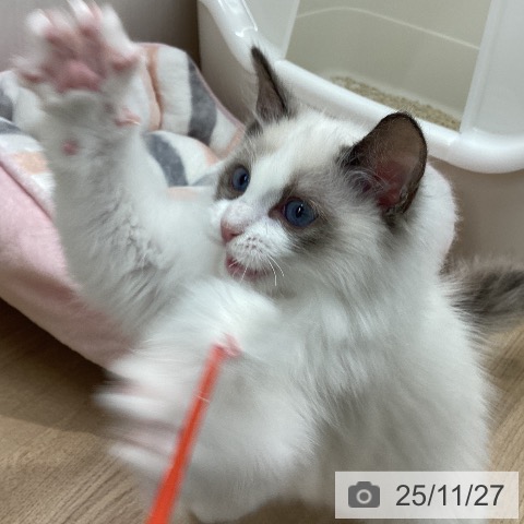 ラグドールの写真