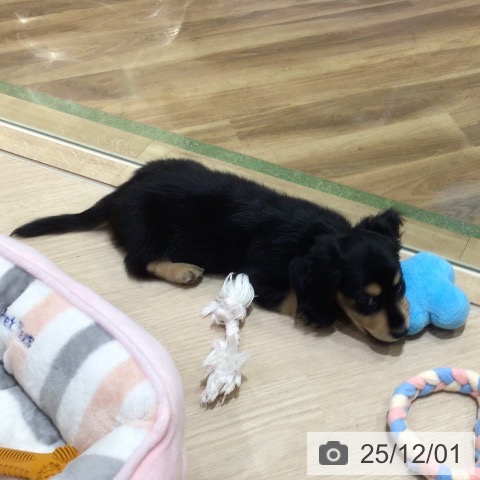 神奈川県のカニンヘンダックスフンド(ロング) (ペットプラス 川崎ルフロン店/2025年9月24日生まれ/男の子/ブラックタン)の子犬の3枚目の画像