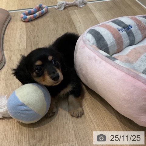 カニーンヘン・ダックスフンドの写真