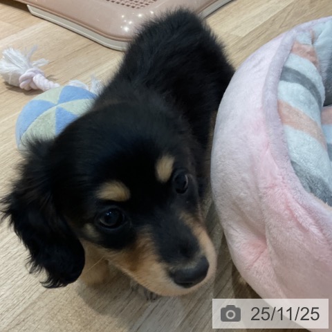 カニーンヘン・ダックスフンドの写真