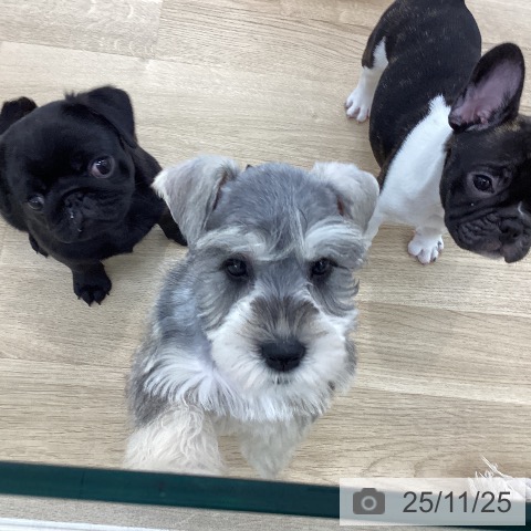 ミニチュア・シュナウザーの写真